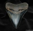 Great Megalodon Tooth With Stand #586-1